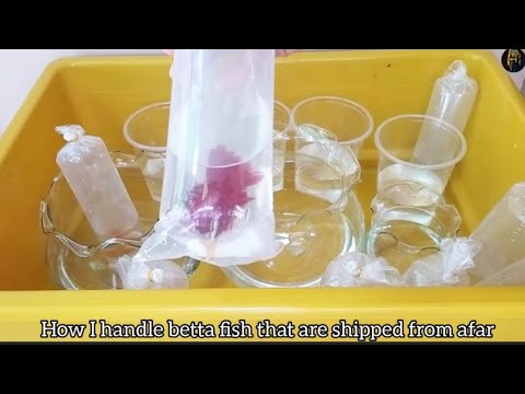 How I handle betta fish that are shipped from afar. Cách tôi sử lý khi cá betta vận chuyển về từ xa