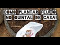 PLANTIO DE FEIJÃO 01 Fernandinho No Quintal De Casa