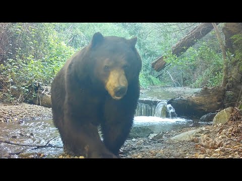 Capturing Critters on Camera in Angeles National Forest