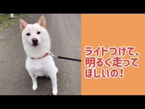 ワンワンU・x・Uお悩み相談室2️⃣8️⃣〜福井市「むぎちゃん」🐶#ライト点灯で事故防止