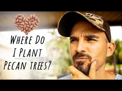 Where To Plant Pecan Trees? Planting Pecan Trees In The Right Place.
