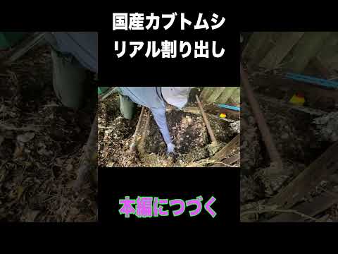 カリウム石鹸：昆虫を自然に駆除するためにどのように使用すればよいですか？  庭園