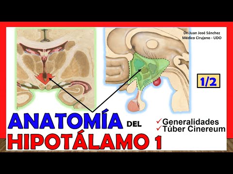 🥇 Anatomy of the Hypothalamus 1/2. (Generalities, Tuber Cinereum) Simple Explanation!