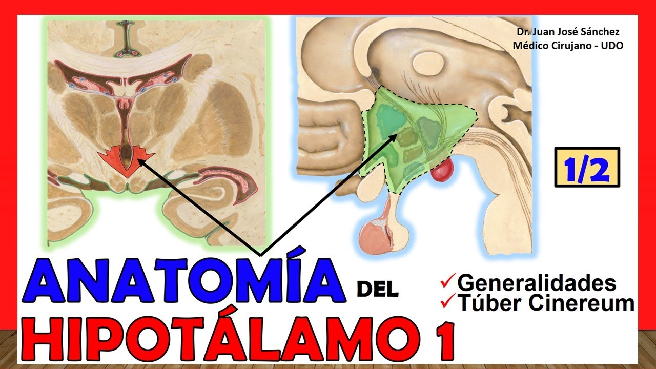 🥇 Anatomía del HIPOTÁLAMO 1/2. (Generalidades, Túber Cinereum) ¡Explicación Sencilla!