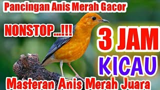 Download lagu PANCINGAN BURUNG ANIS MERAH MASTERAN 3 JAM FULL | 3 Hours Orange Headed Thrush. mp3