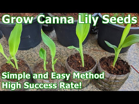 How To Grow Canna Lily Seeds - Simple and Easy Method with High Success Rate! (English)