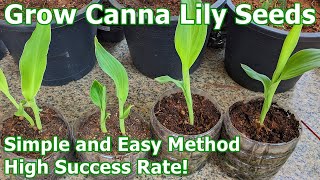How To Grow Canna Lily Seeds - Simple and Easy Method with High Success Rate! (English)