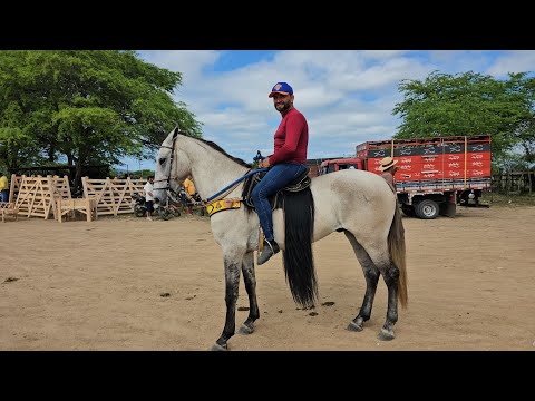 Achei o Cavalo Mais Bonito da Feira de Altinho-PE! (Veja Quanto Custa)