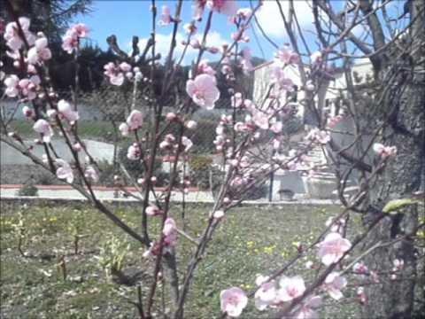 Le temps des fleurs - Clip officiel (Vanilla)