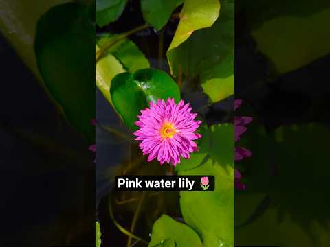 Water Lily 🌸✨ Pink mini–tiny bloom, big beauty! 😍💧 #lily #flowers #garden #waterlily #plants #nature