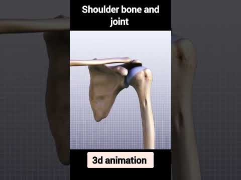 shoulder bone and joint #humanbody #medical #shorts #3danimation #anatomy #skeleton