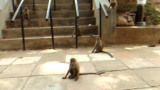 preview picture of video 'アキーラさん！スリランカ・キャンディーの仏歯寺6 Tooth-temple,kandy,Srilanka'