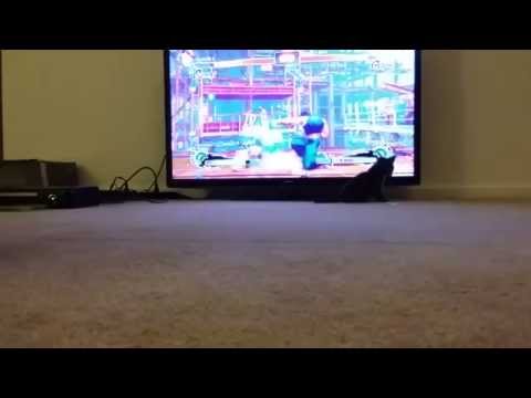 CUTE CAT REACTION TO STREETFIGHTER