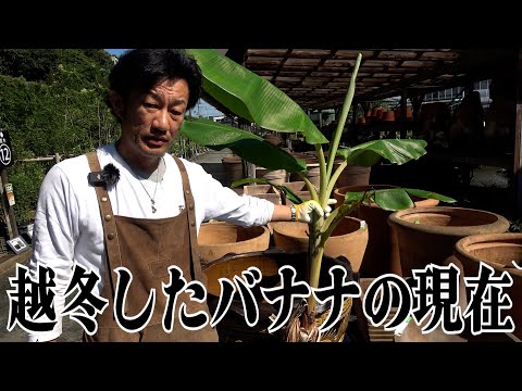 バナナの木が喉が渇いているかどうかはどうやってわかりますか?水やりのポイント  庭園