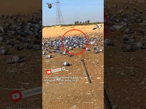 Pigeon trap | bird trap | Flock | bird catching 