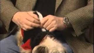 Dog Training - Stop Your Dog Barking During A Walk