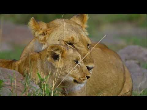 Doku : Die Zeit der großen Katzen - Herrschaft   2