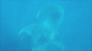 Swimming with Whale Sharks in Quintana Roo