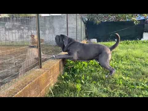 Mastino napoletano vs Pitbull