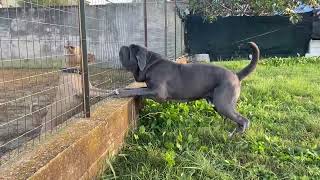 Download lagu Mastino napoletano vs Pitbull mp3 Download lagu Mastino napoletano vs Pitbull mp3