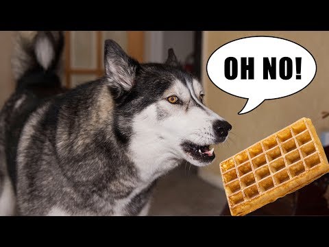 Stubborn Husky Argues About Getting His Bowl Video