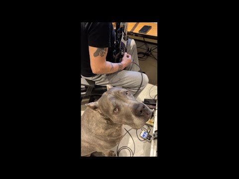 Metal Loving Dog In The Studio With Joey DeMaio