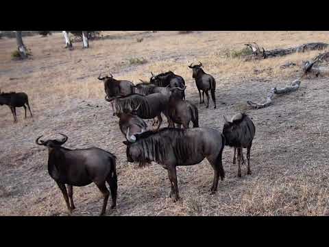 Djuma: Wildebeest herd - 06:41 - 07/06/18