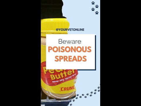 Peanut Butter Poisonous To Pets 😳 Dr Leigh Explains