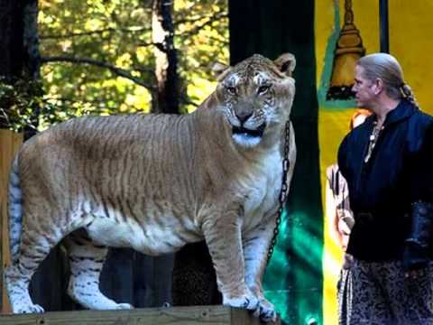 Video thumbnail - Liger Hercules Pictures