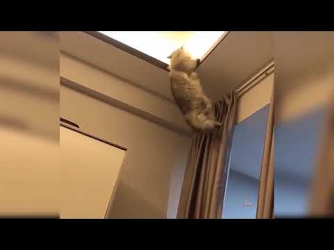 Baby Cats Cute and Funny Cat Videos//pets Animals //Funny pets ON 2022......