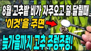 8월 비가 자주오고 고추가 덜 달릴때 이것을 주면 늦가을까지 고추가 주렁주렁! 병충해 걱정없이 다수확방법!