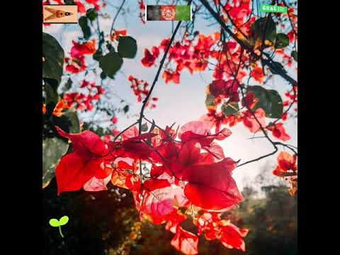 Afghan doulah flute the updated one