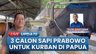 Tani Maju Farm Bakal Suplai 3 Sapi Kurban Bantuan Presiden Prabowo ke Papua Barat Daya