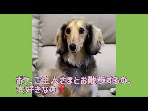 ワンワンU・x・Uお悩み相談室5️⃣8️⃣〜福井市「そらくん」#歩行者の近くを通る時はスピードダウン⤵️