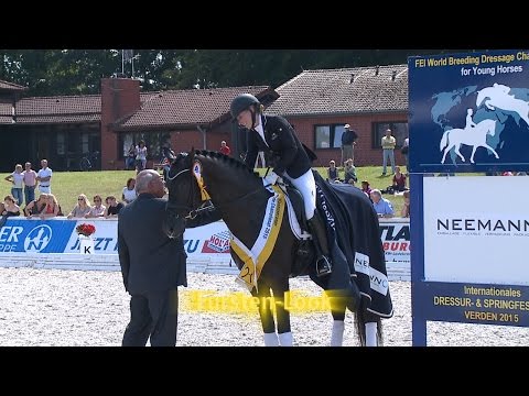 Hannoveraner Reitpferde-Championat 2015 - Vierjährige Hengste