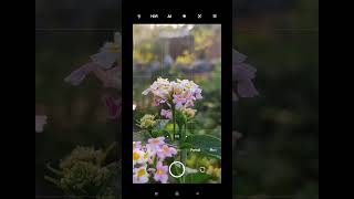 Mobile Photography / Flower photography / Nature P