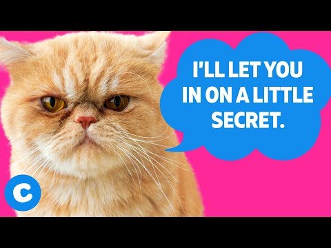 10 Things Your Cat Doesn’t Want You to Know