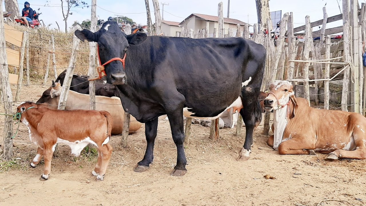 Muito gado e vaca leiteira feira do gado sao benedito Ceará 05/10/24