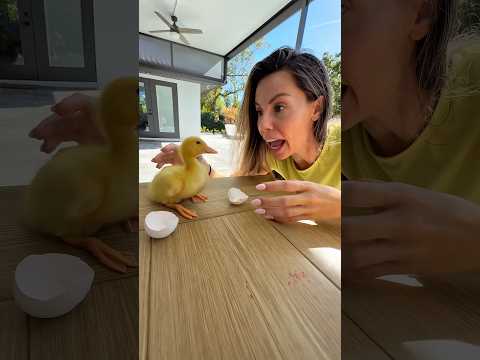 WHEN YOUR EASTER EGG IS DYING PART 2