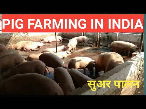 White lean meat pure breed pig farm, 75-100 kg