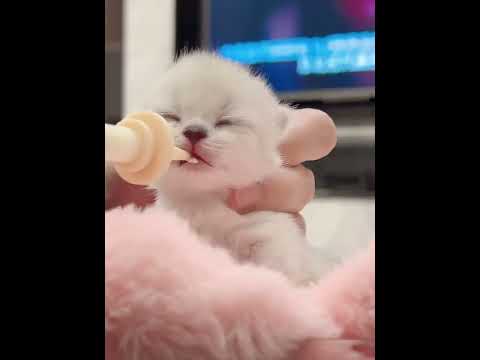 A 10 days old kitten is drinking milk. cute cat video