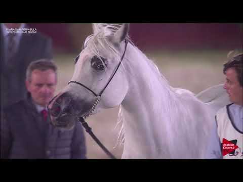 N.110 DANA AL FARRES - 2019 Qatar Int. Peninsula show - Mares 4 to 6 years old (Class 7A)