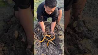 Download lagu Catching Eels Using Only Your Hands! mp3