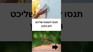 אני עובר לפינלנד.... #יתושים #שיפוץ #הסדנהלעבודותגבס #בית