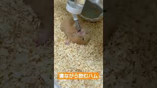 14キロの砂糖水を飲むハムスター