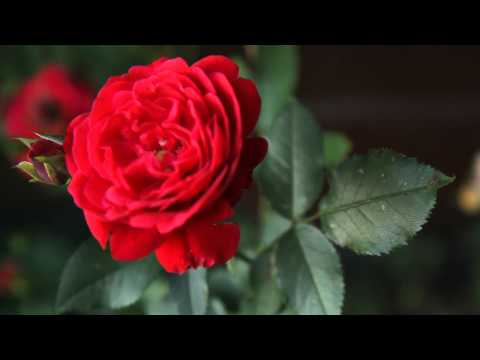 Geno 05 - Alland Byallo - Turn You Up EP