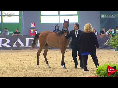 N.4 WAHAD AL KINUUZ - Milan 2018 - Yearling Fillies (Class 1A)