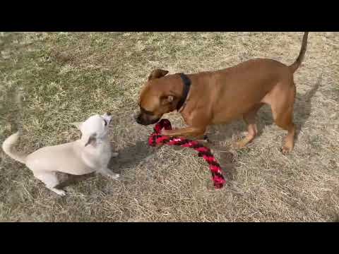 Fred and Nevaeh out in the sun #boxer #staffy #chihuahua #foxie