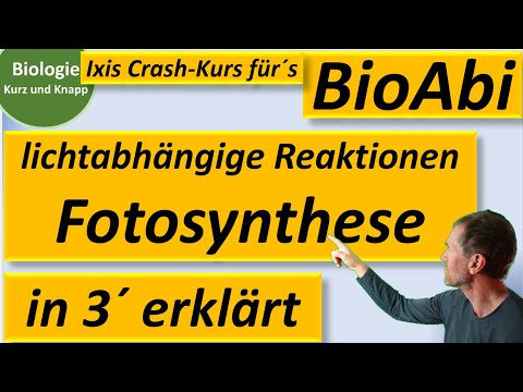 Lichtabhängige Reaktionen der Fotosynthese in 3 Minuten erklärt - Biologie kurz und knapp - BioIxi
