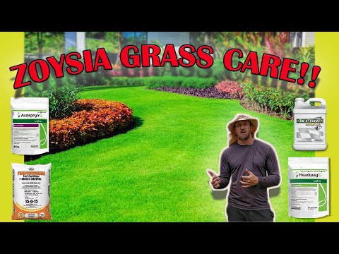 How To Care For Zoysia Grass!! Full Guide!! Fertilizer | Mowing | Watering | Pest | Fungus | Weeds